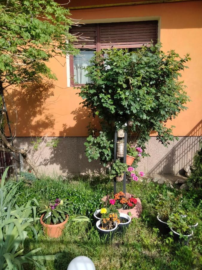 Apartament Cu Terasa La Casa Tina ティミショアラ エクステリア 写真